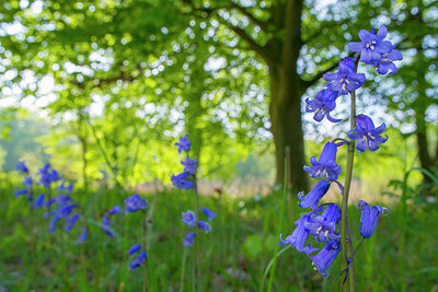 BUITEN BEELD Foto: 212338
