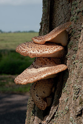 BUITEN BEELD Foto: 212370
