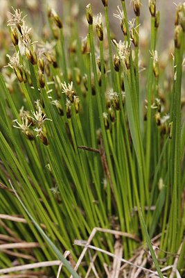 BUITEN BEELD Foto: 212385
