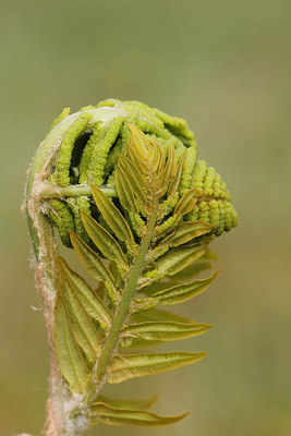 BUITEN BEELD Foto: 212392