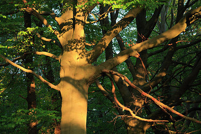 BUITEN BEELD Foto: 212420
