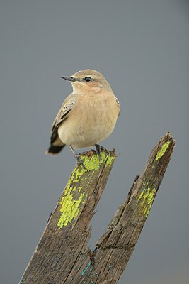 BUITEN BEELD Foto: 212422