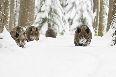 BUITEN BEELD Foto: 212437