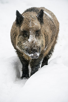 BUITEN BEELD Foto: 212439
