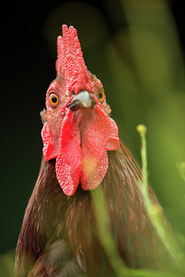 BUITEN BEELD Foto: 212446