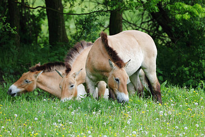 BUITEN BEELD Foto: 212486