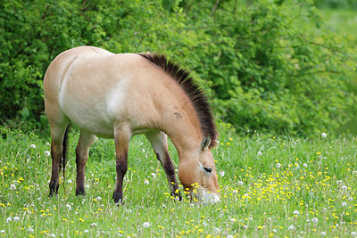 BUITEN BEELD Foto: 212487