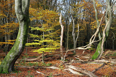 BUITEN BEELD Foto: 212489