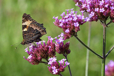 BUITEN BEELD Foto: 212518