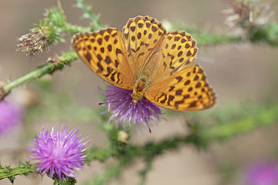 BUITEN BEELD Foto: 212530