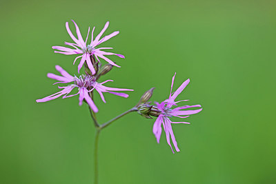 BUITEN BEELD Foto: 212570