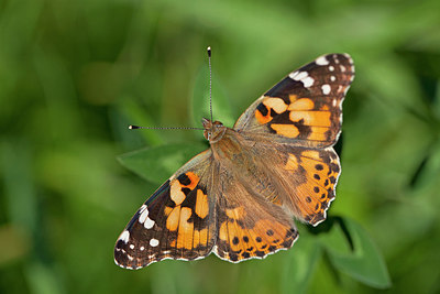 BUITEN BEELD Foto: 212571