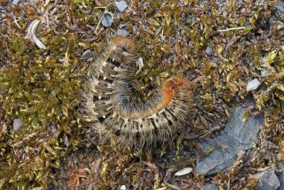 BUITEN BEELD Foto: 212581