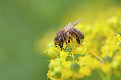 BUITEN BEELD Foto: 212583