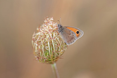 BUITEN BEELD Foto: 212585