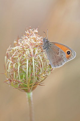 BUITEN BEELD Foto: 212597