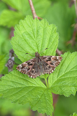 BUITEN BEELD Foto: 212603