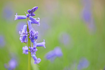 BUITEN BEELD Foto: 212630
