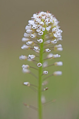 BUITEN BEELD Foto: 212636