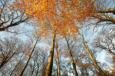 BUITEN BEELD Foto: 212637