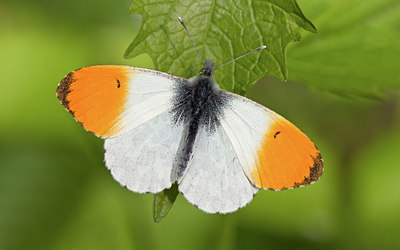 BUITEN BEELD Foto: 212649