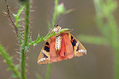 BUITEN BEELD Foto: 212658