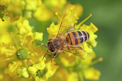 BUITEN BEELD Foto: 212662