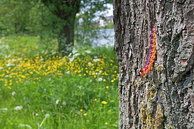 BUITEN BEELD Foto: 212680