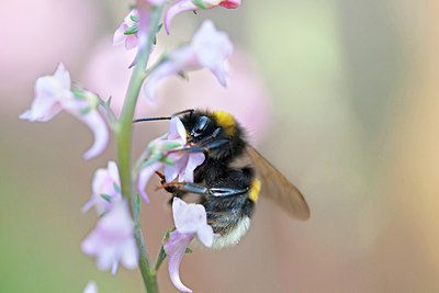 BUITEN BEELD Foto: 212681