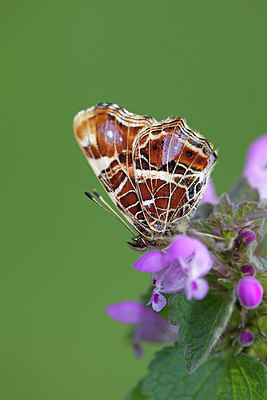 BUITEN BEELD Foto: 212685