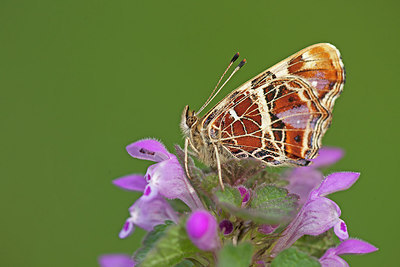 BUITEN BEELD Foto: 212691