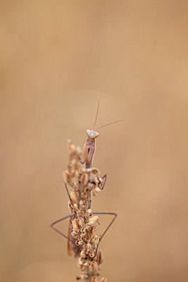 BUITEN BEELD Foto: 212694