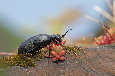BUITEN BEELD Foto: 212696