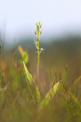 BUITEN BEELD Foto: 212736