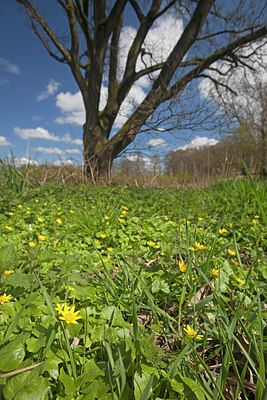 BUITEN BEELD Foto: 212853