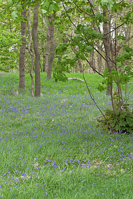 BUITEN BEELD Foto: 212857