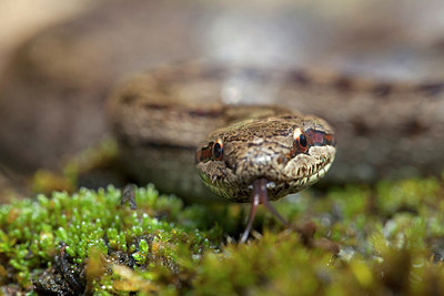 BUITEN BEELD Foto: 212873
