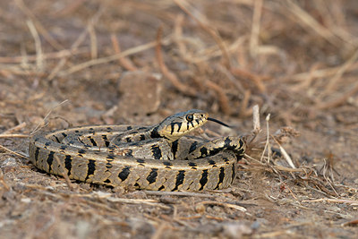 BUITEN BEELD Foto: 212886