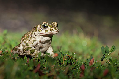 BUITEN BEELD Foto: 212921