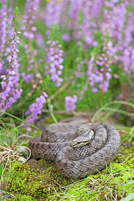 BUITEN BEELD Foto: 212968