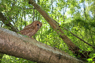 BUITEN BEELD Foto: 212986
