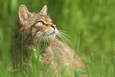 BUITEN BEELD Foto: 212995