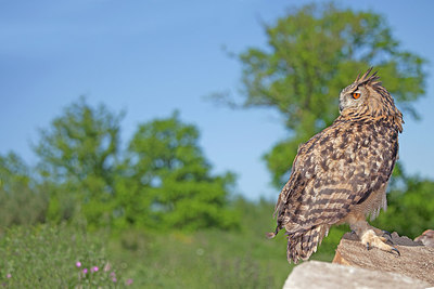 BUITEN BEELD Foto: 212999