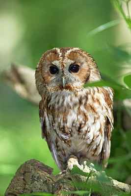BUITEN BEELD Foto: 213001