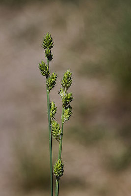BUITEN BEELD Foto: 213014