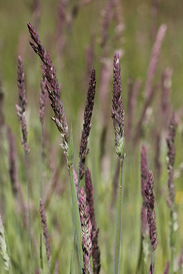 BUITEN BEELD Foto: 213017