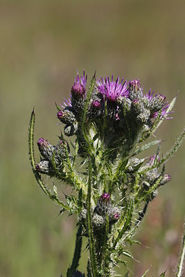 BUITEN BEELD Foto: 213019