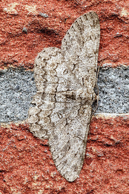 BUITEN BEELD Foto: 213064