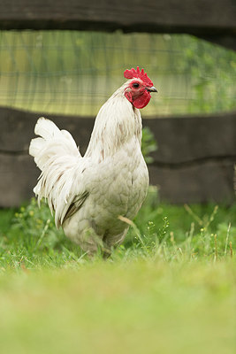 BUITEN BEELD Foto: 213081