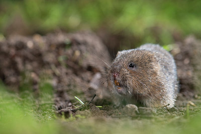 BUITEN BEELD Foto: 213093